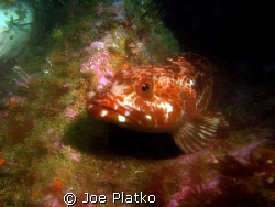 lingcod that was resting on the a rock during our dive of... by Joe Platko 